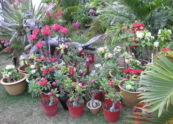 Le Bonheur